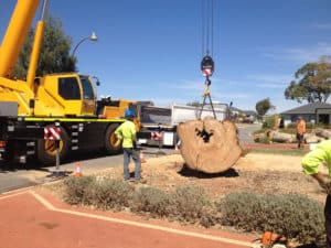 stump grinding and removal - Premier Stump Grinding Services