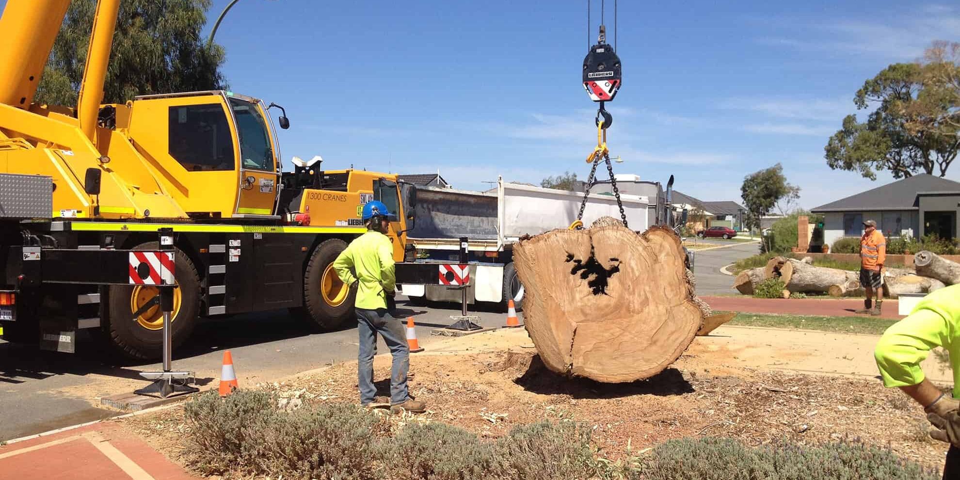 stump grinding and removal - Premier Stump Grinding Services