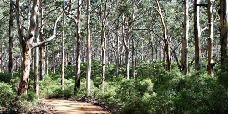 Arboreal Tree Care - Tree Services Bunbury - Tree Services Waroona