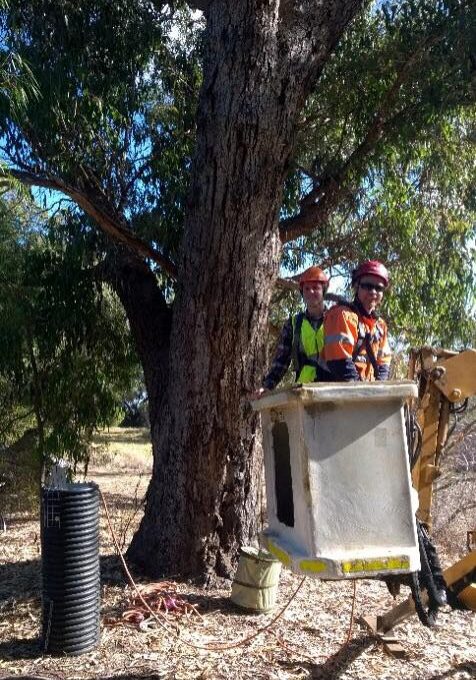 tree services - Tree Services Mandurah - Tree Services Hamel - Tree Services Yarloop